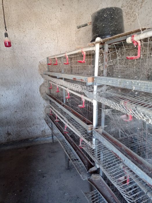 Товук катаклар сотилади