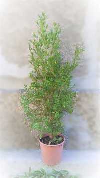 Растение НАР в саксия, височина около 140 см.