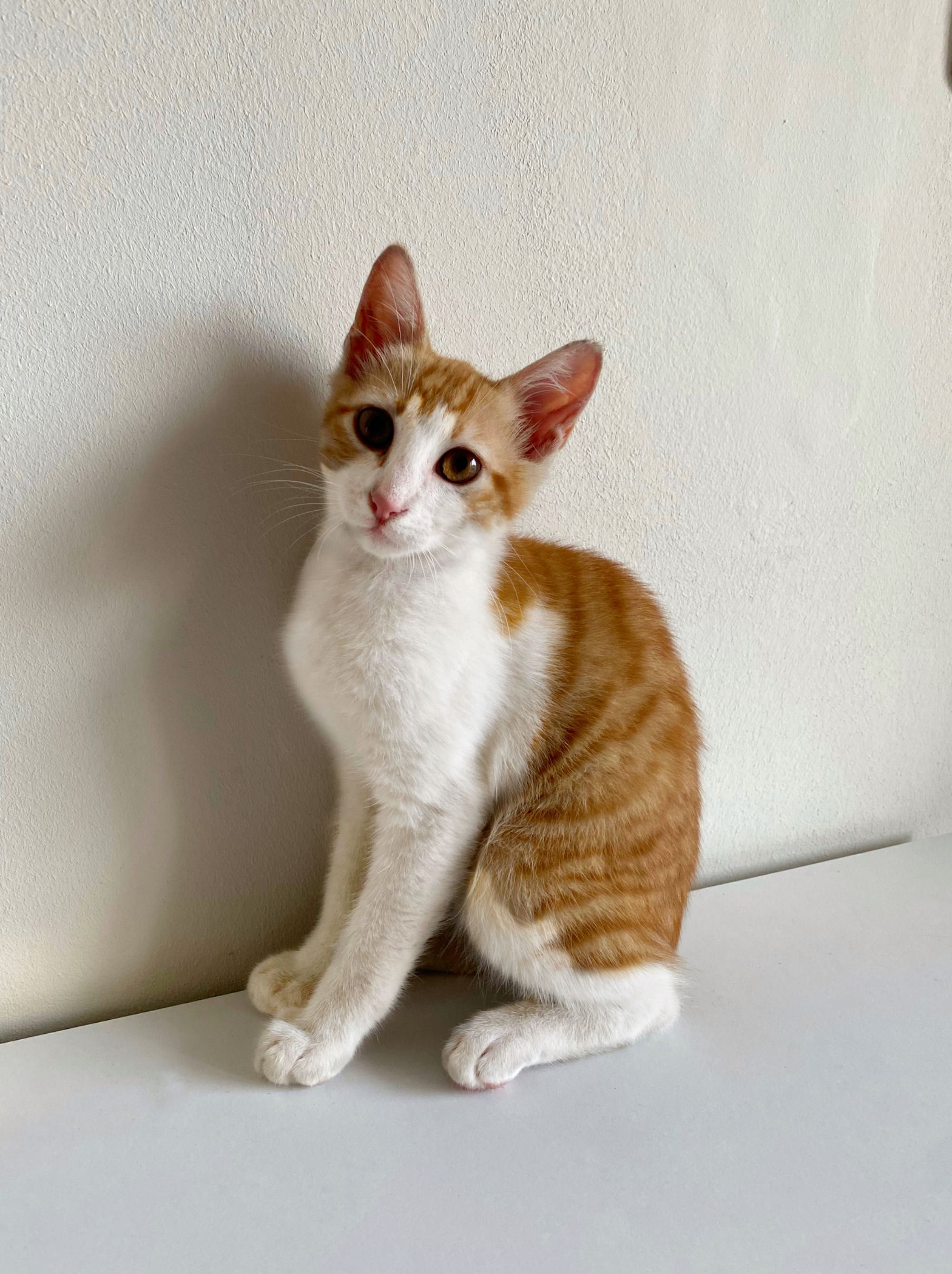 Момче котенце, на 3 месеца.