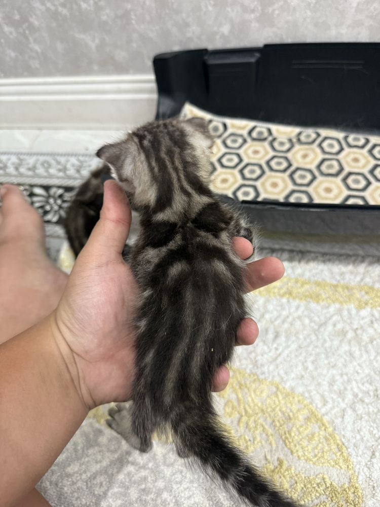 Продает кошка вислоухие.