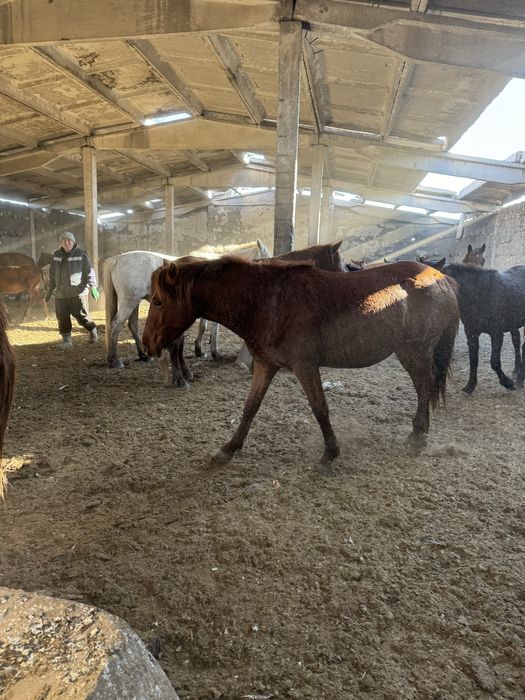 Байтал жирный. Семіз байтал