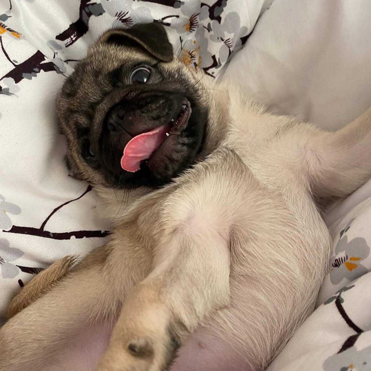 Pui rasa Pug/Mops