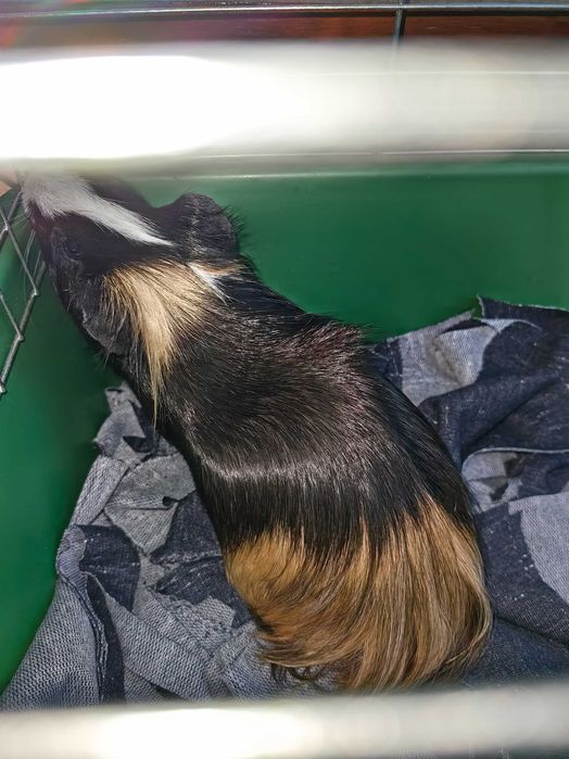 Морско    свинче