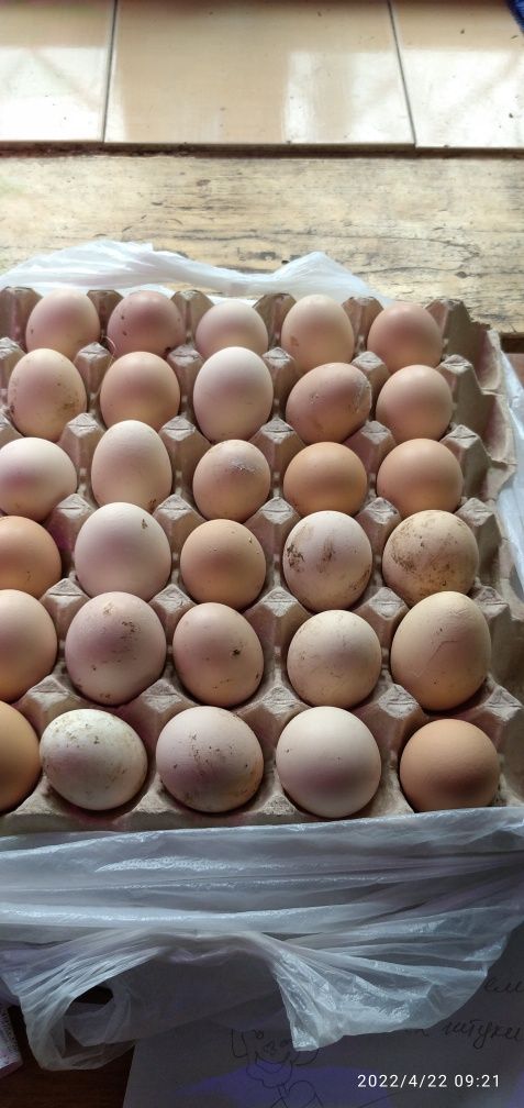 Продам яйца домашнии.