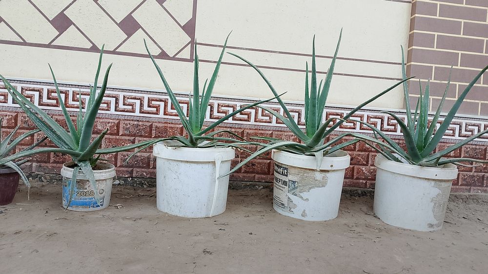 алойе гули жуда арзон офис учун