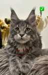 Felisa autorizata WCF,  vinde pisoi cu pedigree rasa Maine coon