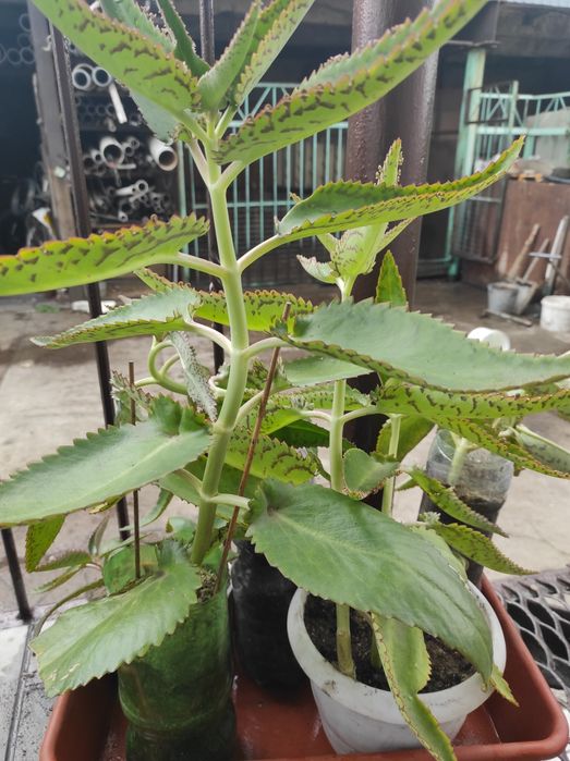 Комнатные растения