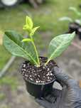 Leylandi, Tuia, Laur,chiparos, ienupar, Smarald, plante ornamental