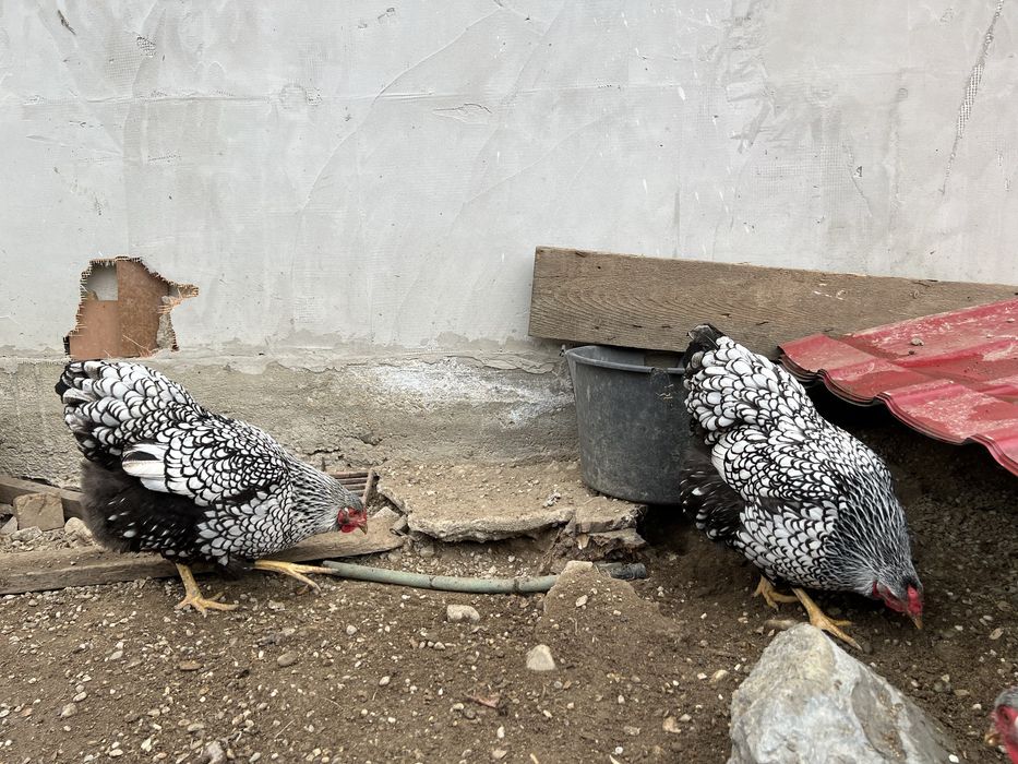 Familie Wyandotte rosu albastru auriu, GSG splash si argintiu 3+1