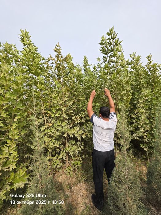 Чинор дарахт оптим нархда