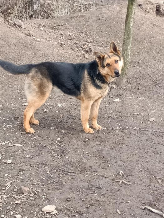 Vând femela Ciobanesc German