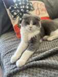 Femela tanara Scottish Fold bicolo