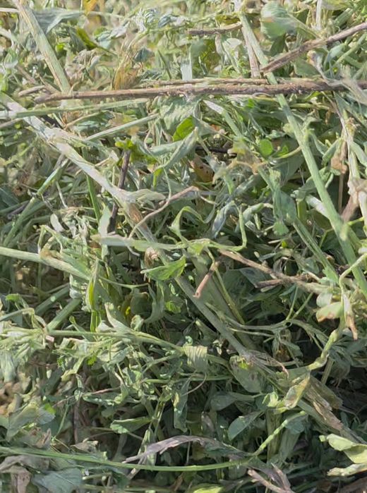 Baloti lucerna înfoliați calitatea 1