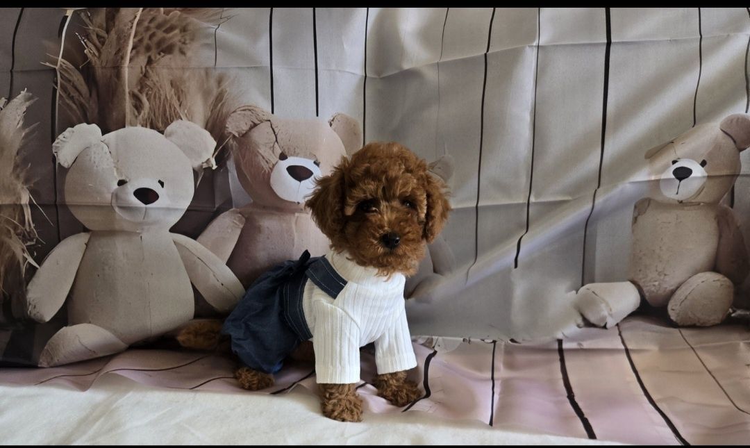 Пудел той Poodle toy с родословие момиче