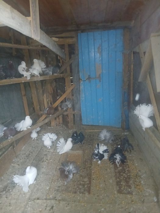 Porumbei de vânzare