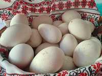 Vând oua proaspete de gasca pentru incubator !