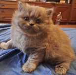 Puiut British shorthair