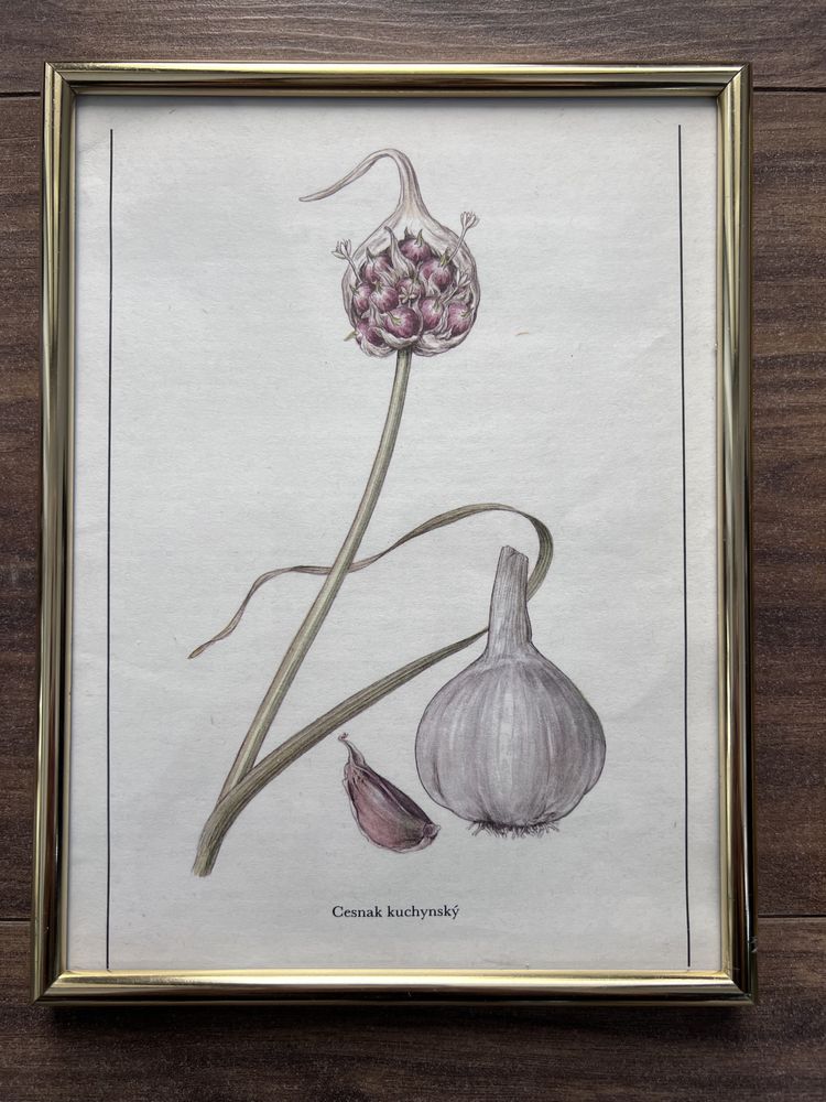 Set de 2 tablouri botanice Ceapa si Usturoi