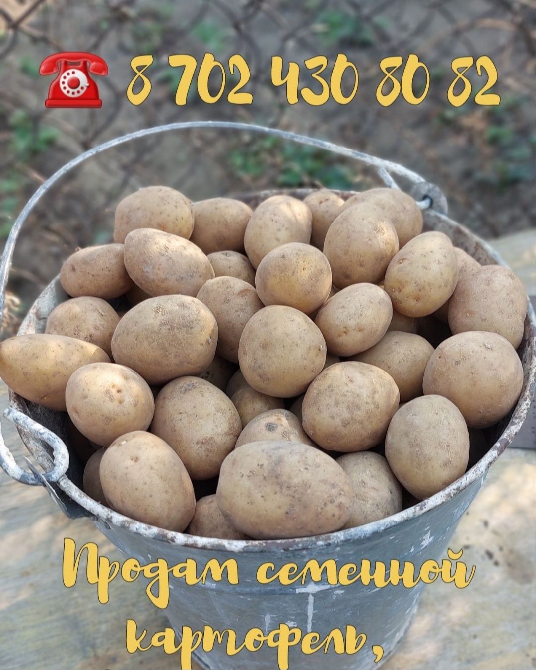 Картофель семенной