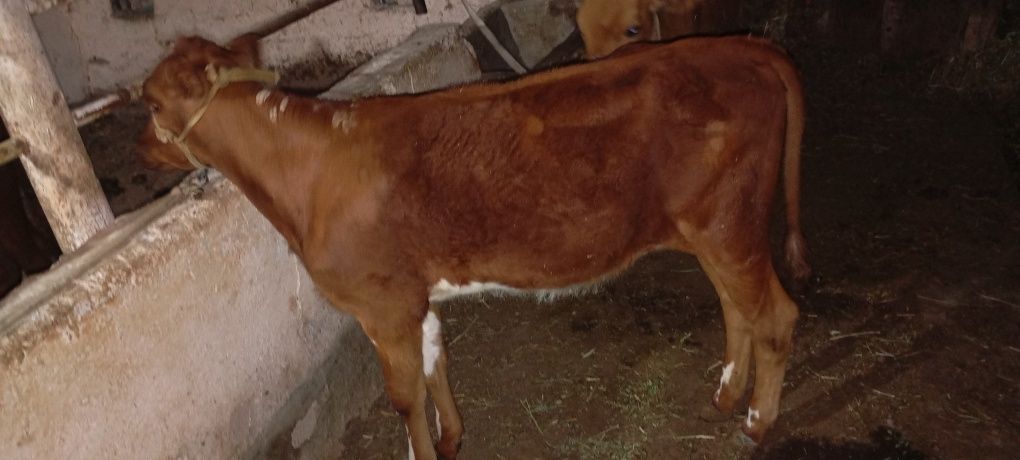 G'unojinchala sotiladi