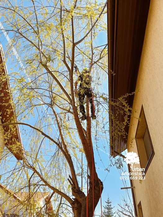 Toaletare Taiere Copaci Pomi - Servicii Firma Arborist Timișoara