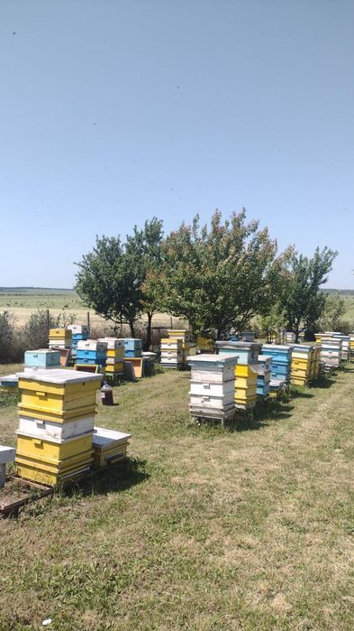 Село Пленимир, община Генерал Тошево