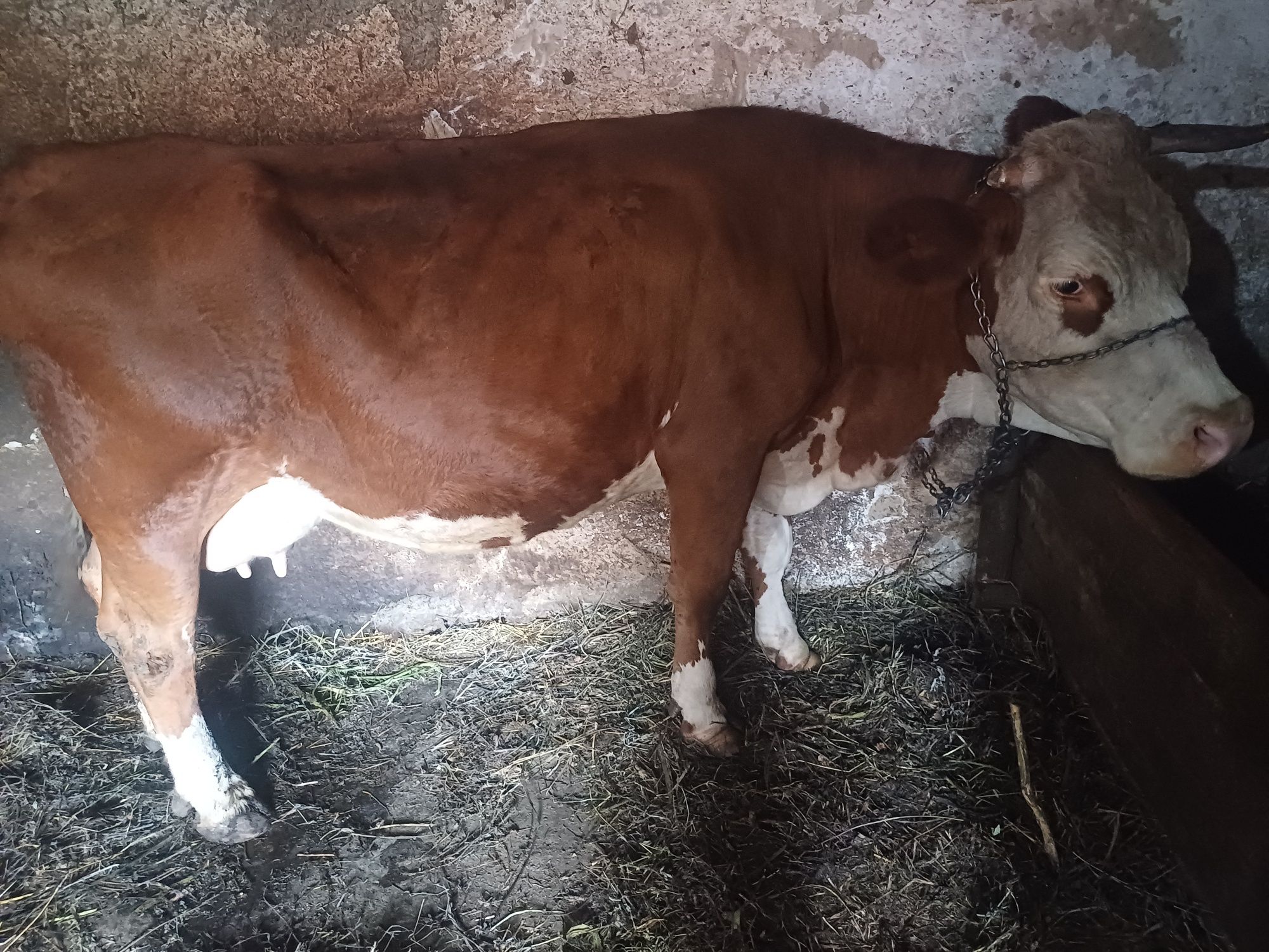 Vaca de vânzare de 8 ani.