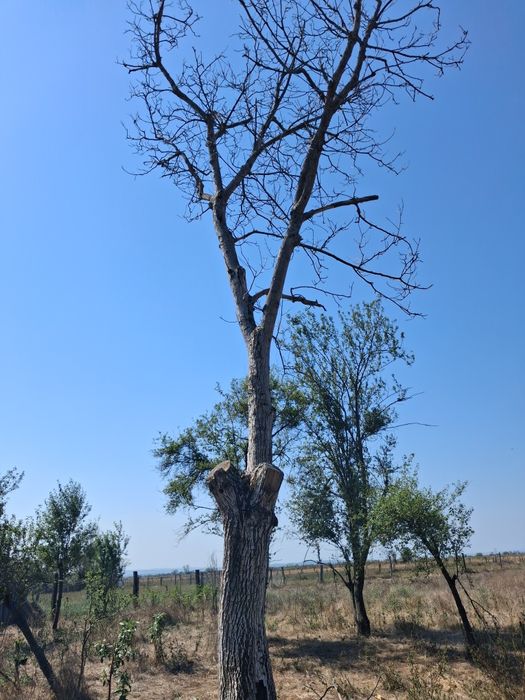 De vânzare nuc uscat