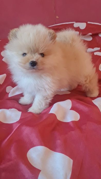 Померан мини мъжко