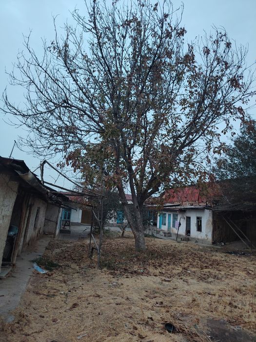 Yongoq daraxt sotiladi