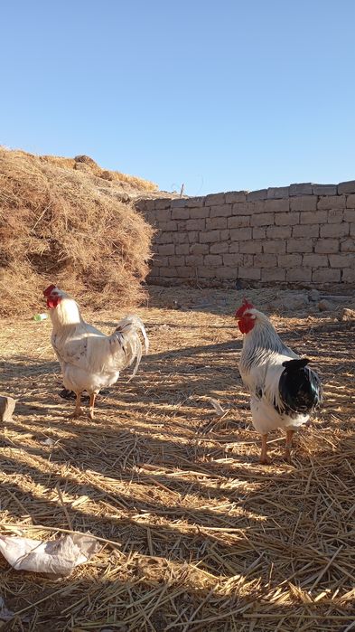 Қораздар тек аламын деген кісілер хабрлассын