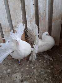 Porumbei ornament de vânzare în Găești