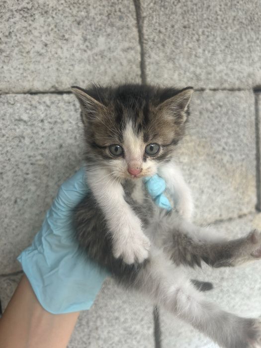 отдам котят в ДОБРЫЕ руки СРОЧНО