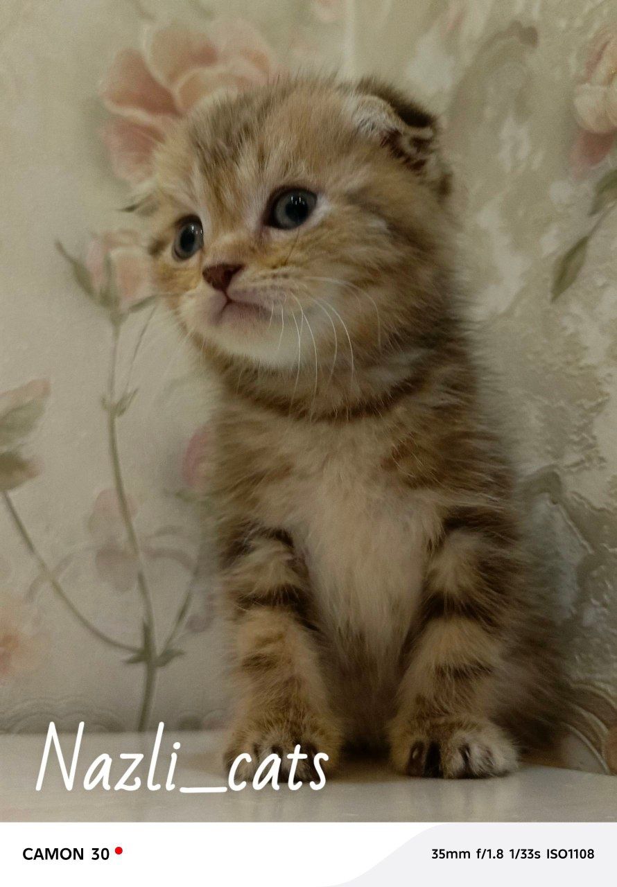 Scottish fold heyland
