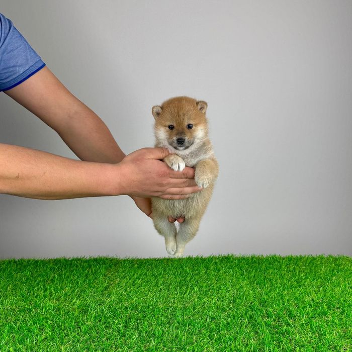 Pui Shiba Inu cu pedigree caută familie iubitoare.