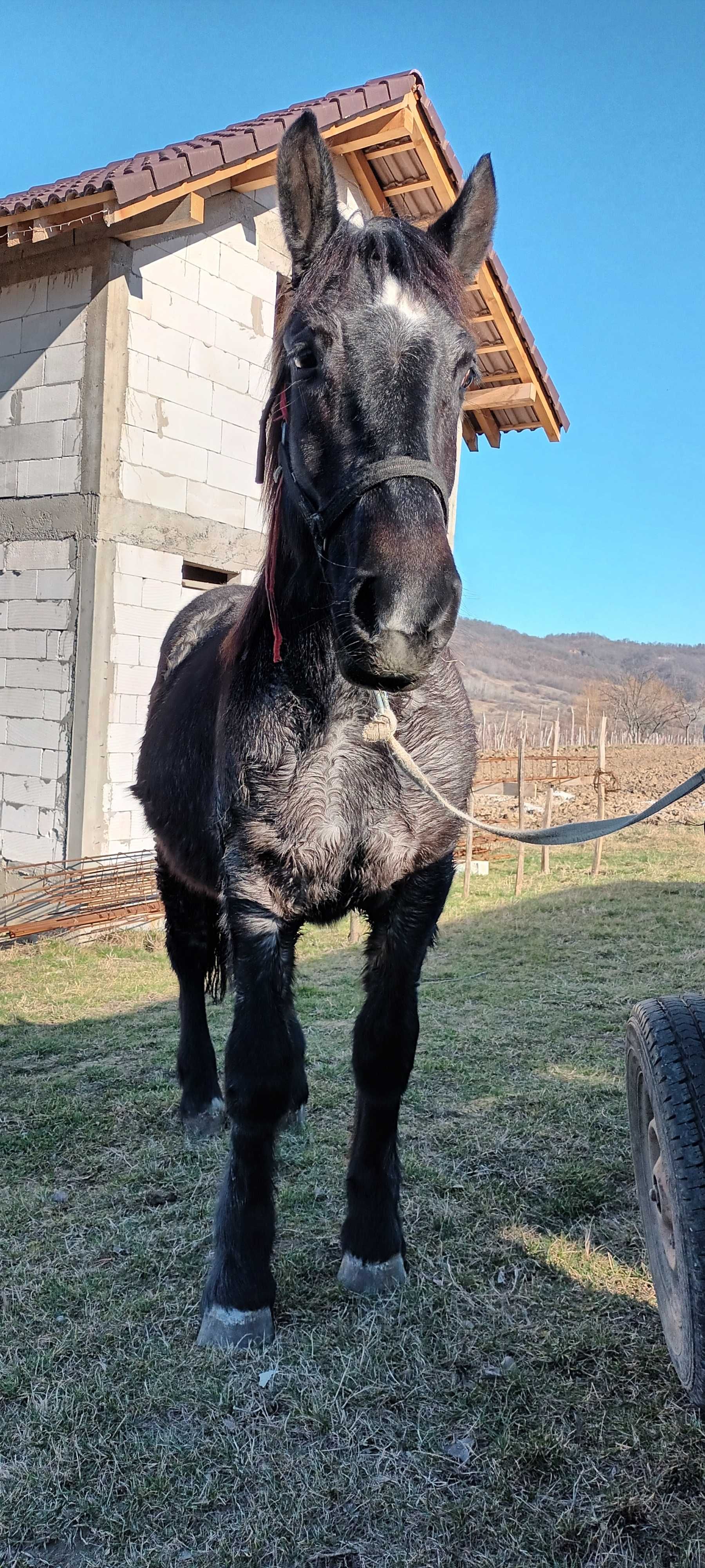 Mânză de vânzare de 1 și 4 luni