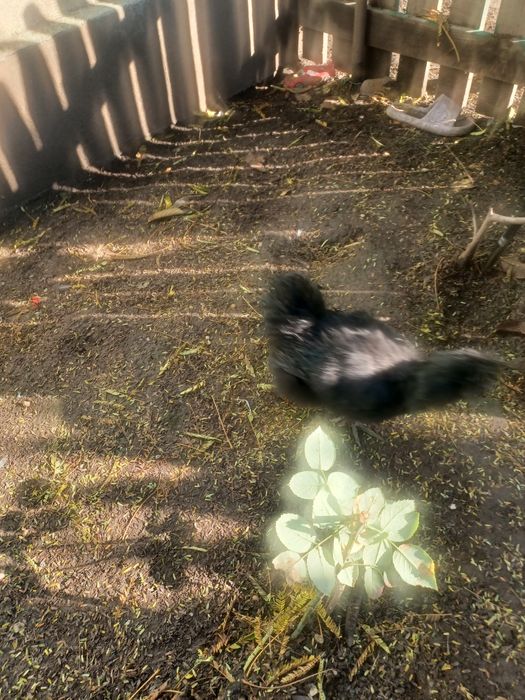 Vând găini mătase japonez