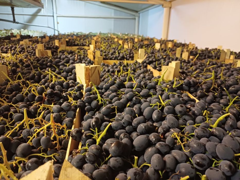 Producator vand struguri de masa