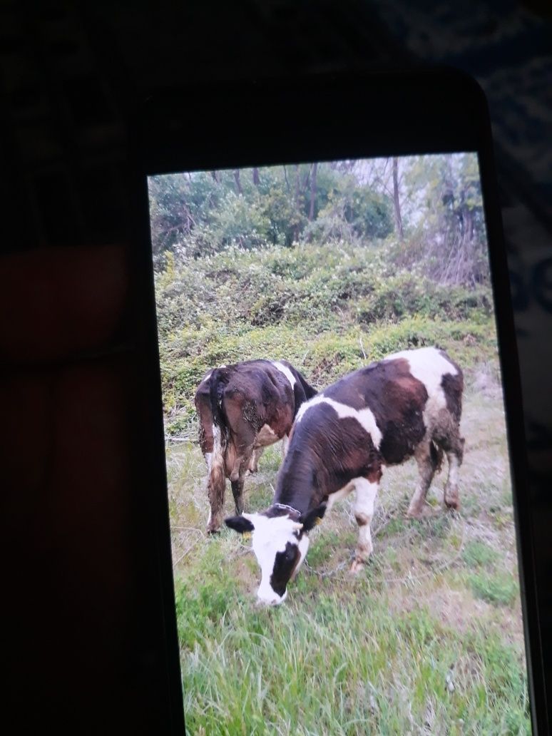 Vind vaca si juninca,se afla  in Copacenii Valcea