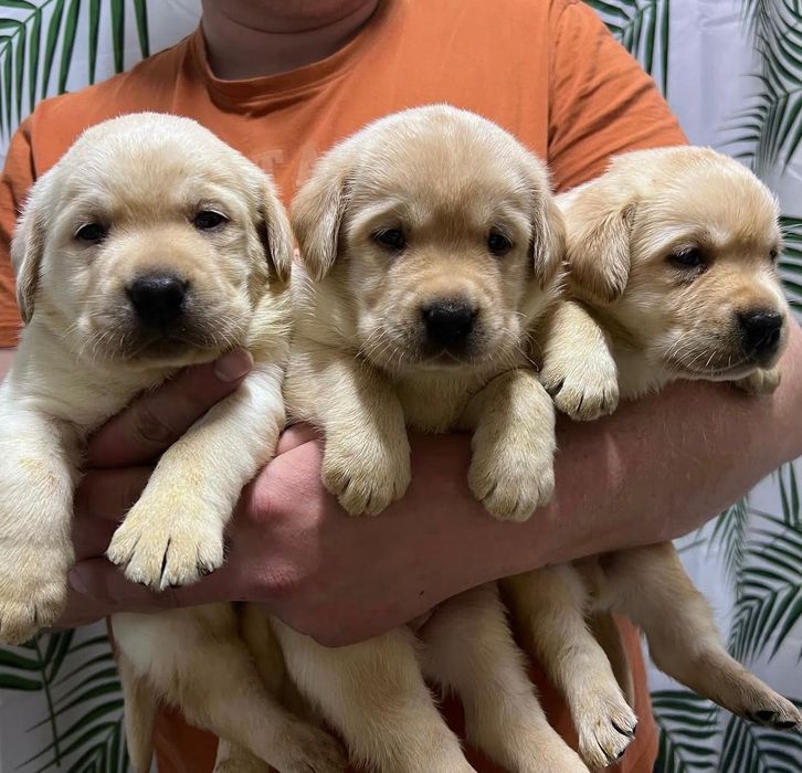 Роскошные Лабрадоры