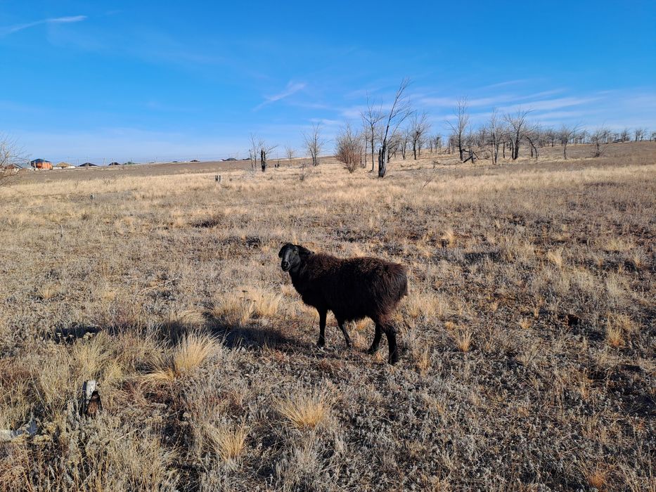 Жайлаудан келген қой сатылады