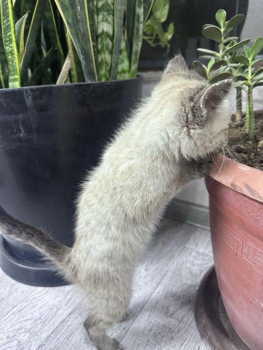 Siyamskiy tozasi 2oyli sotilad