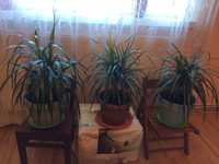 vand plante apartament-terasa