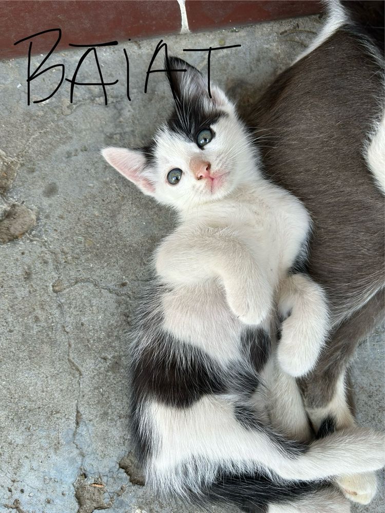 Puiuti de adoptat