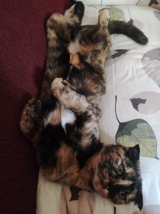 Котенок вислоухий, девочка