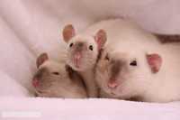 Крысы Дамбо, крысята в Зоомагазине «Живая природа»