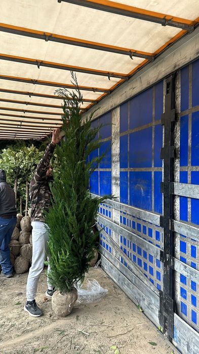 Cupressus leylandii 2.5m - 3m en - gross, calitate premium!