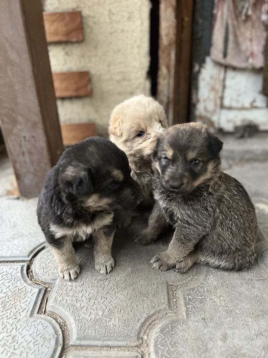 Отдам щенят бесплатно