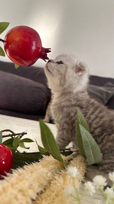 Залотая шиншила 25 акрас