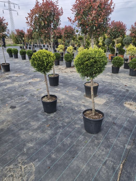 Tuia leylandii super oferta gazon rulou sport rustic